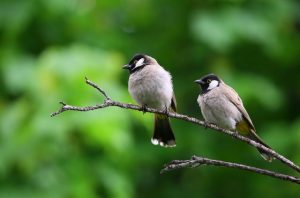 bird-wildlife-no-person-nature-110812