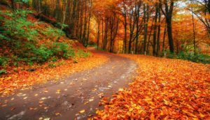 autumn alley