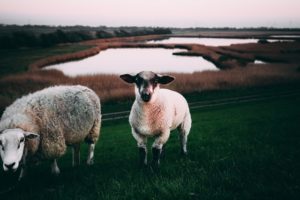 pexels-matthis-volquardsen-2157028